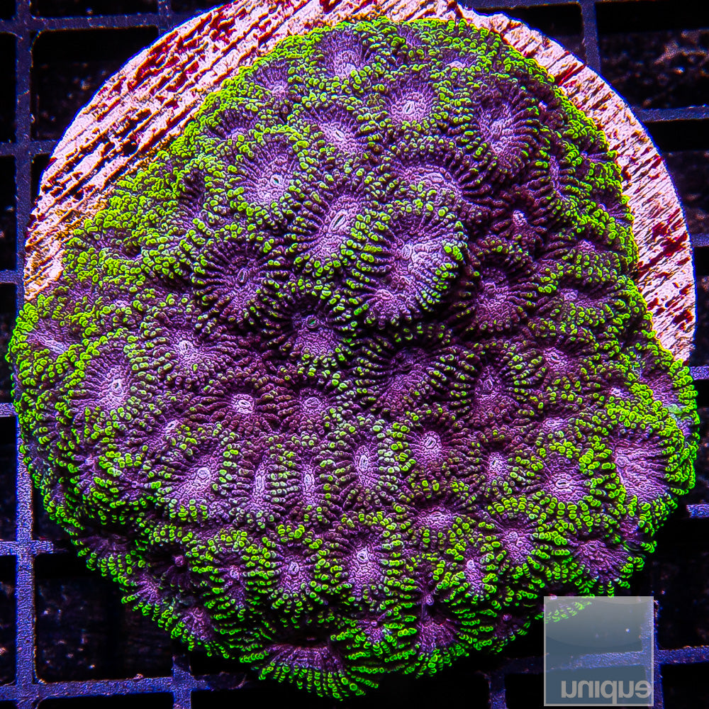 Unique Corals Raptor Favia- Stock Frag