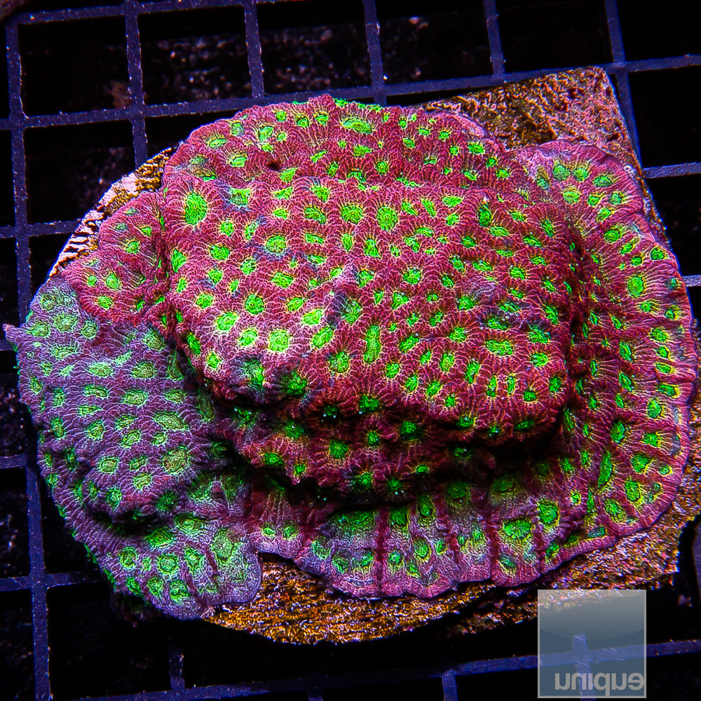 JF Dayglo Grafted Favia- Stock Frag
