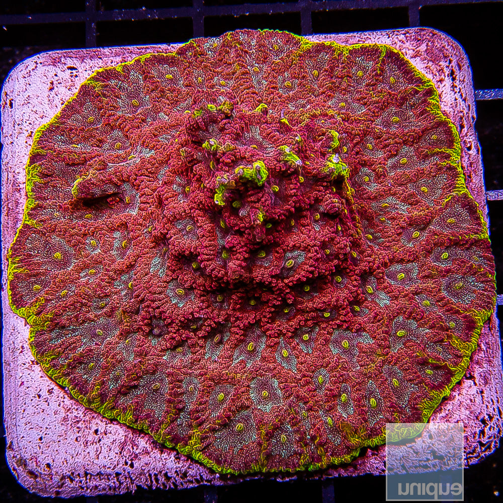 Unique Corals Iron Man Favites- Stock Frag