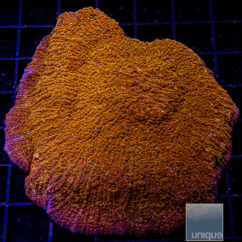 Unique Corals Burnt Orange Chalice-Stock Frag