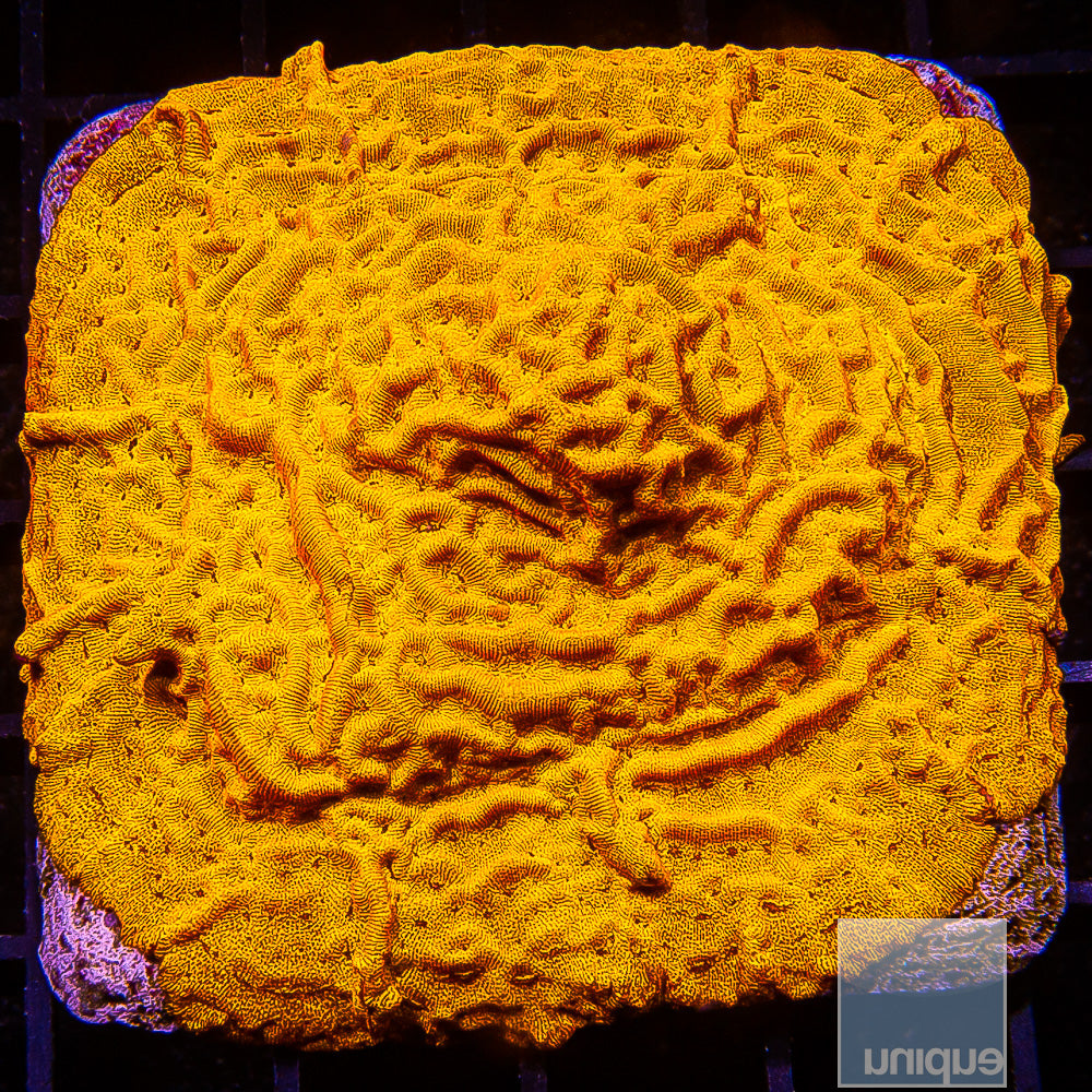 Unique Corals Bright Orange Leptoseris-Stock