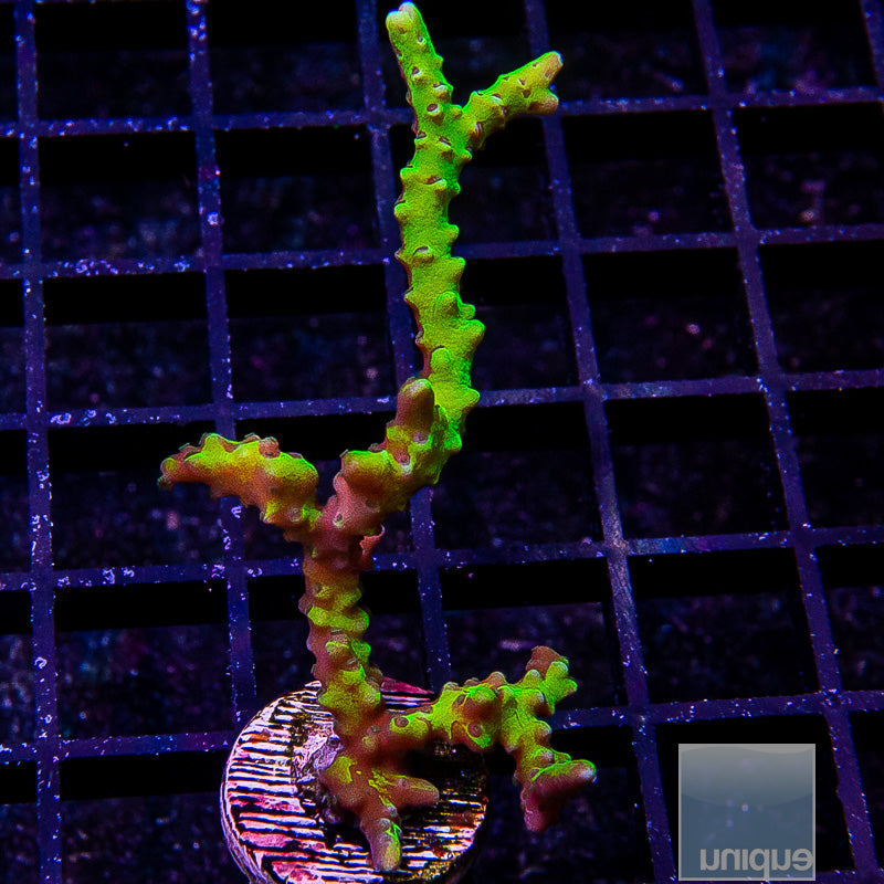 Slimeball Anacropora 2"-WYSIWYG