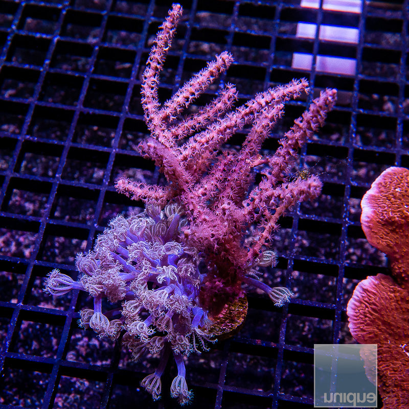 Softie Combo-WYSIWYG