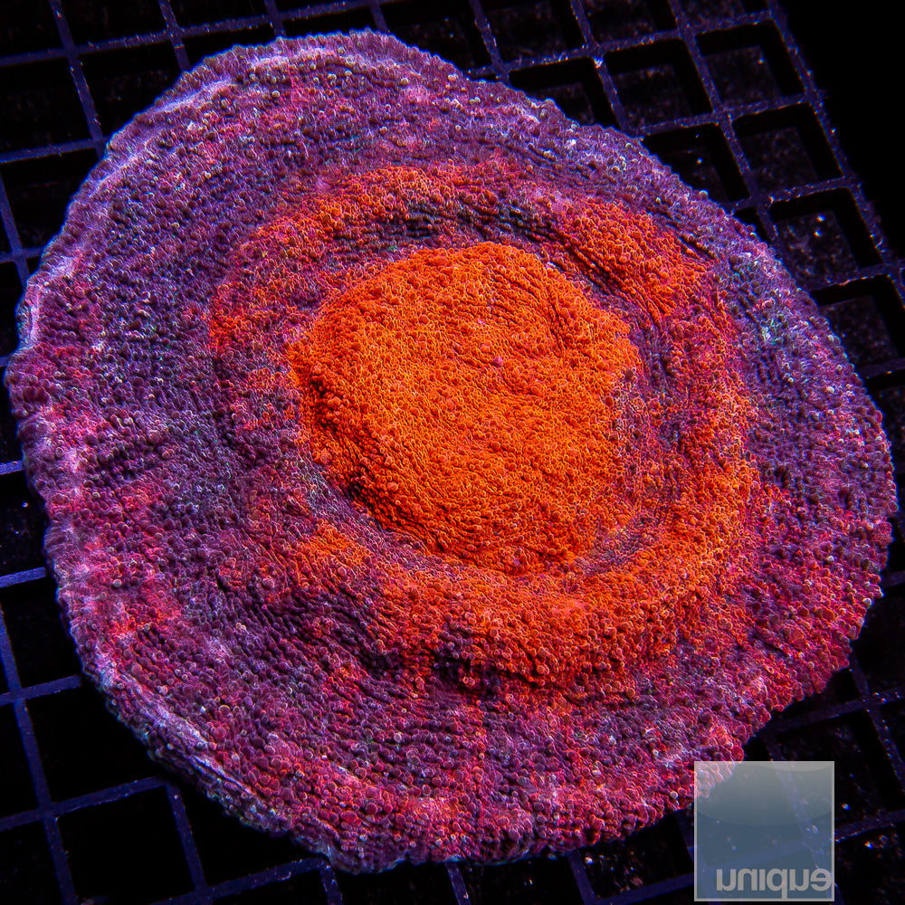 Unique Corals Galaxy Chalice- Stock Frag