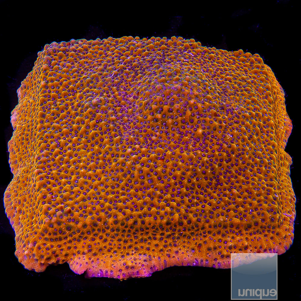 Blue Polyp Montipora- Stock Frag
