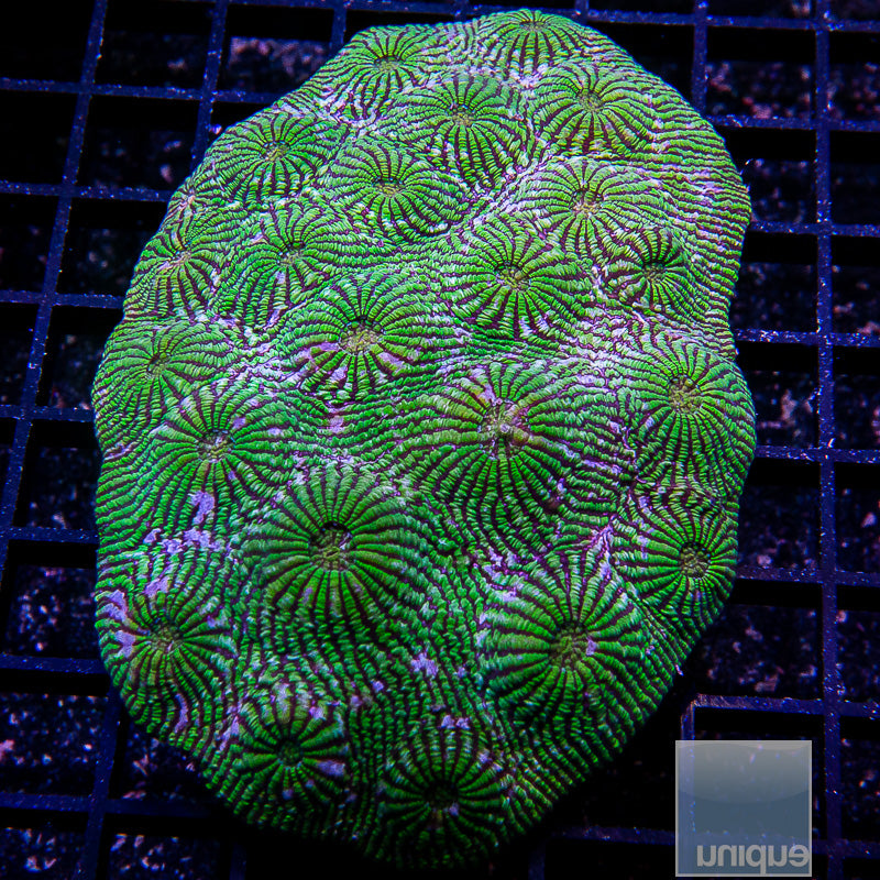 Unique Corals Convict Chalice-Stock Frag