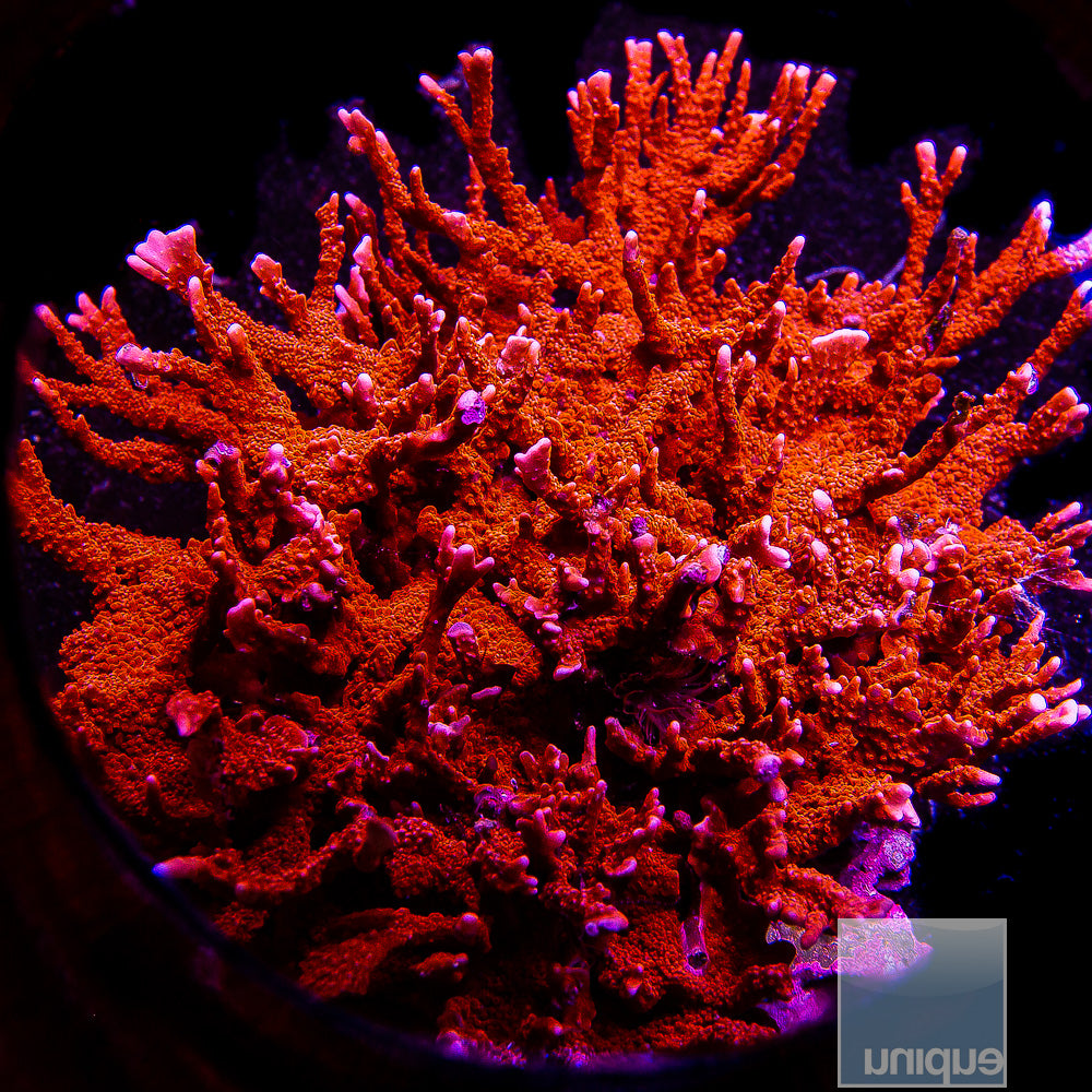 Montipora hirsuta. Manila Spy- Stock Frag