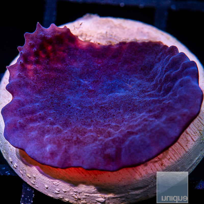 UC Plating Blue Sponge-WYSIWYG