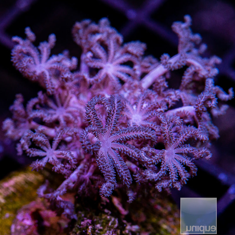 Silver Xenia-WYSIWYG