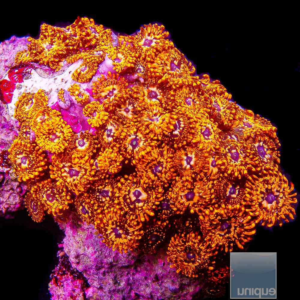 Utter Chaos Zoanthid- Stock Frag 3 Polyp