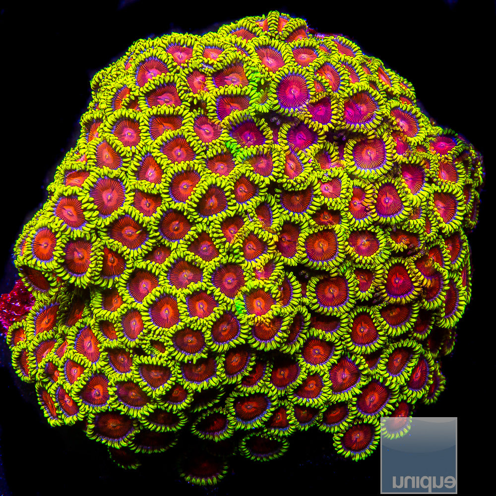 Unique Corals Greedo Zoanthid- Stock Frag 3 Polyp