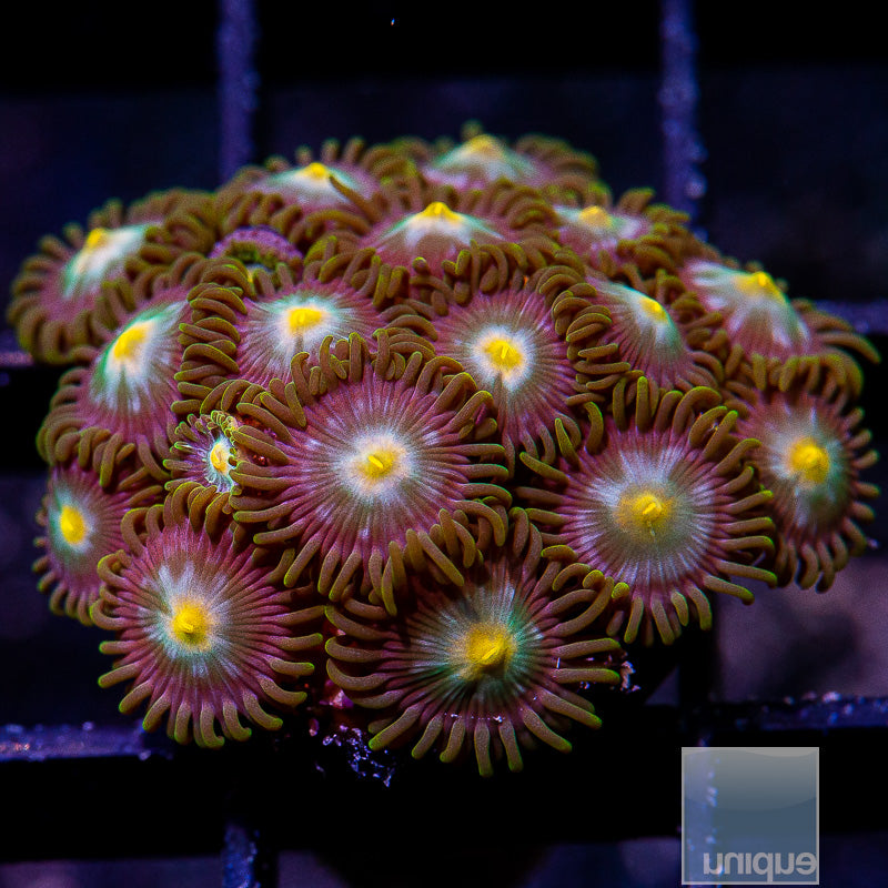 Yellow Eye Zoanthid Colony-WYSIWYG