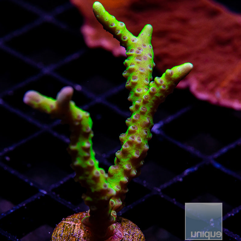 Slimeball Anacropora-WYSIWYG