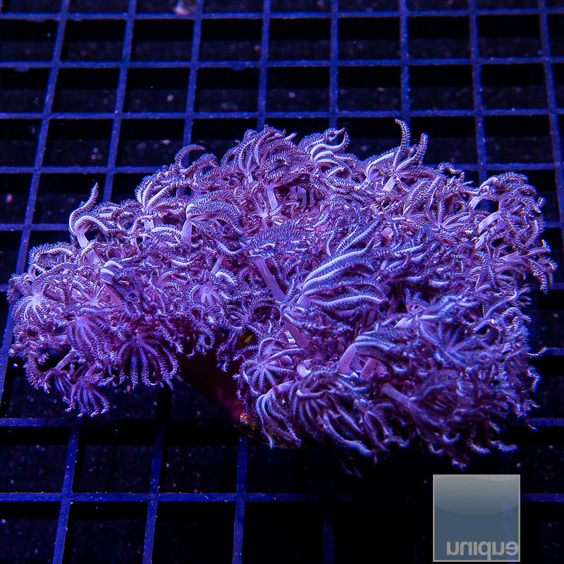 Silver Xenia 3"-WYSIWYG