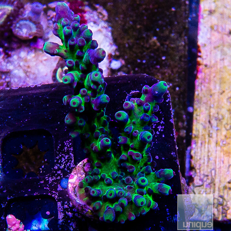 UC Miyagi Tort-WYSIWYG