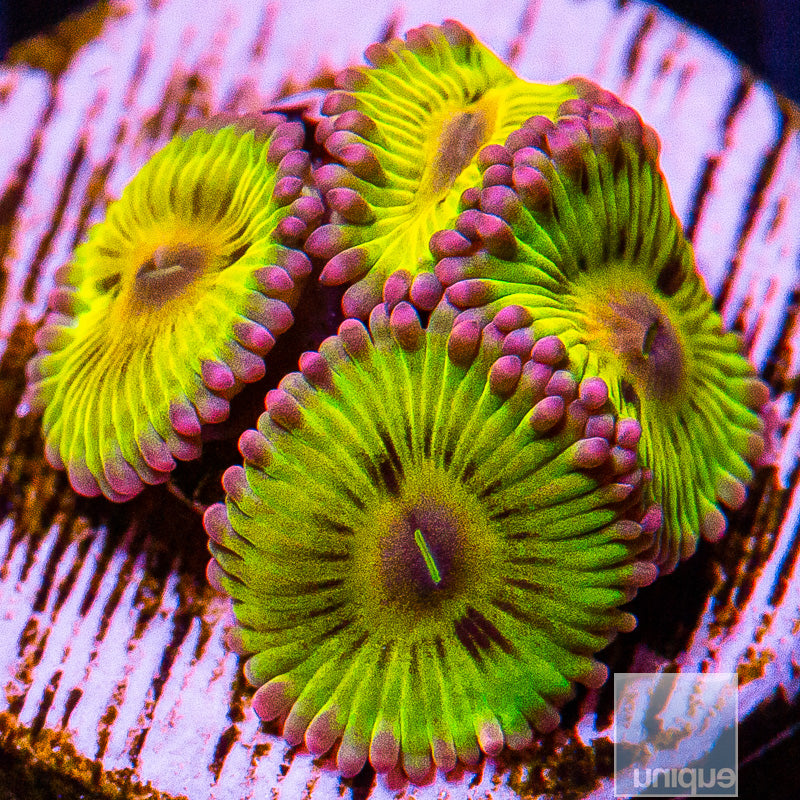 Chiquita Zoanthid-Stock