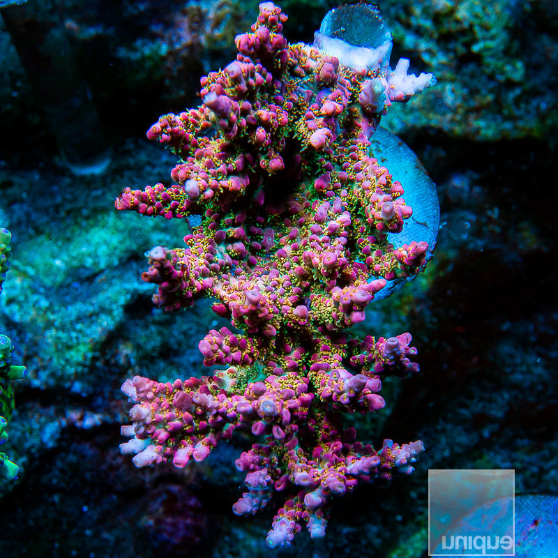 JF Frankies Neophobia