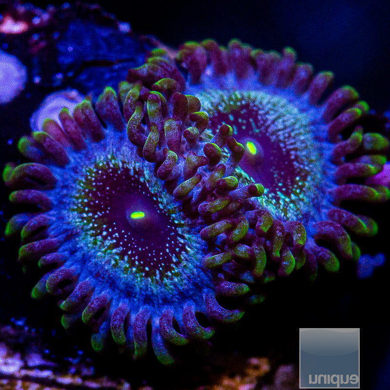 UC Blue Ghost Zoanthid-WYSIWYG