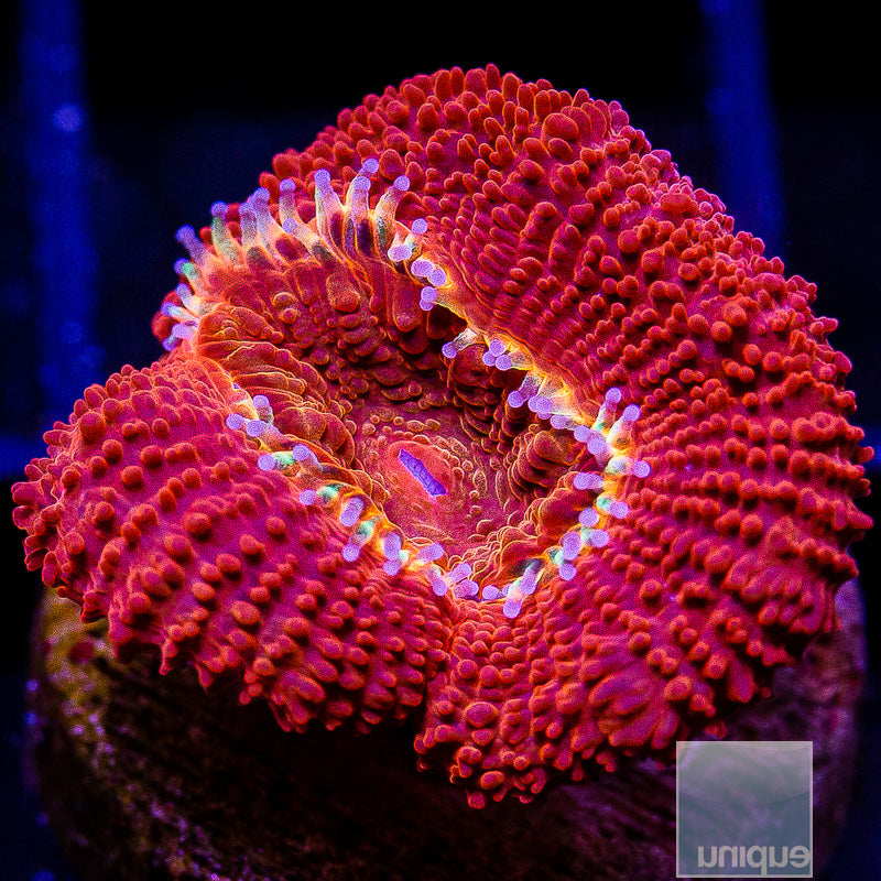 Red Acan Lord-WYSIWYG