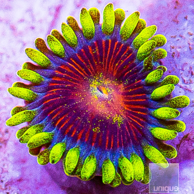 UC Greedo Zoanthid-WYSIWYG