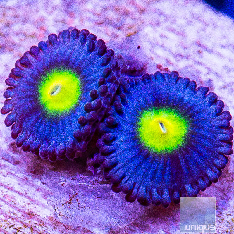 WWC AOI Zoanthid-WYSIWYG