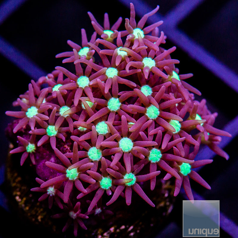 Beginner's Star Polyp