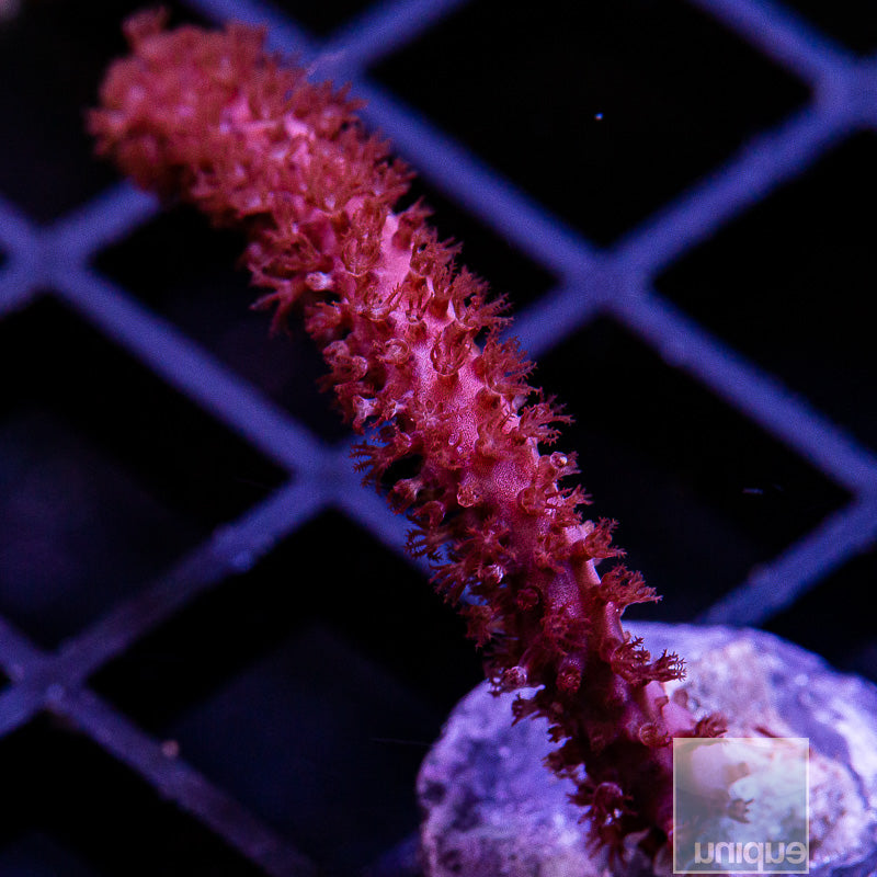 Unique Corals Gorgonian-Stock