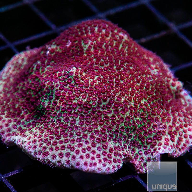 WWC Outbreak Porites Large-WYSIWYG