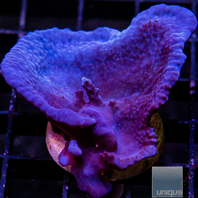 UC Plating Blue Sponge-WYSIWYG