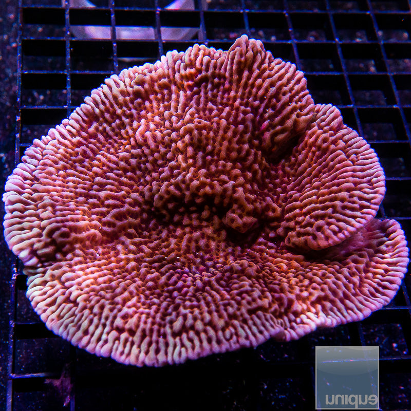 RR Nauti Spiral Montipora Colony-WYSIWYG