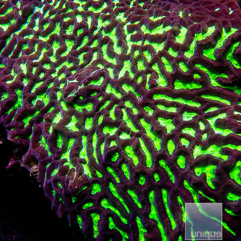 Unique Corals Green Platygyra-Stock Frag