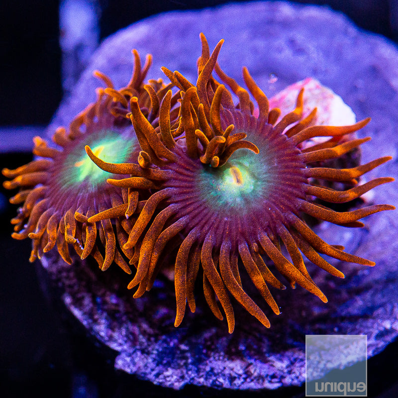 Red Skirt Zoanthid-WYSIWYG