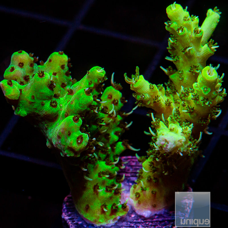 Duo Acropora Frag-WYSIWYG