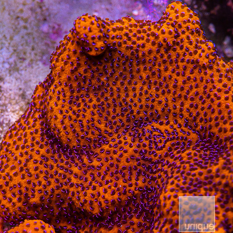 Unique Corals Mystic Sunset Montipora-Stock Frag