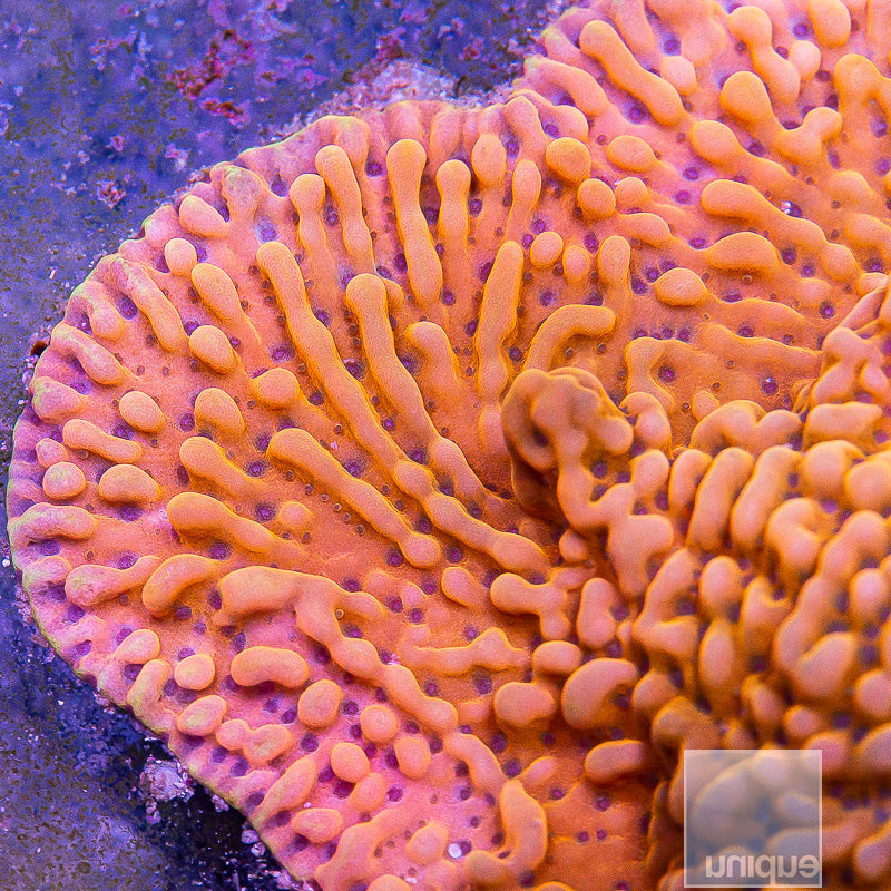 Slow Burner Montipora-Stock Frag