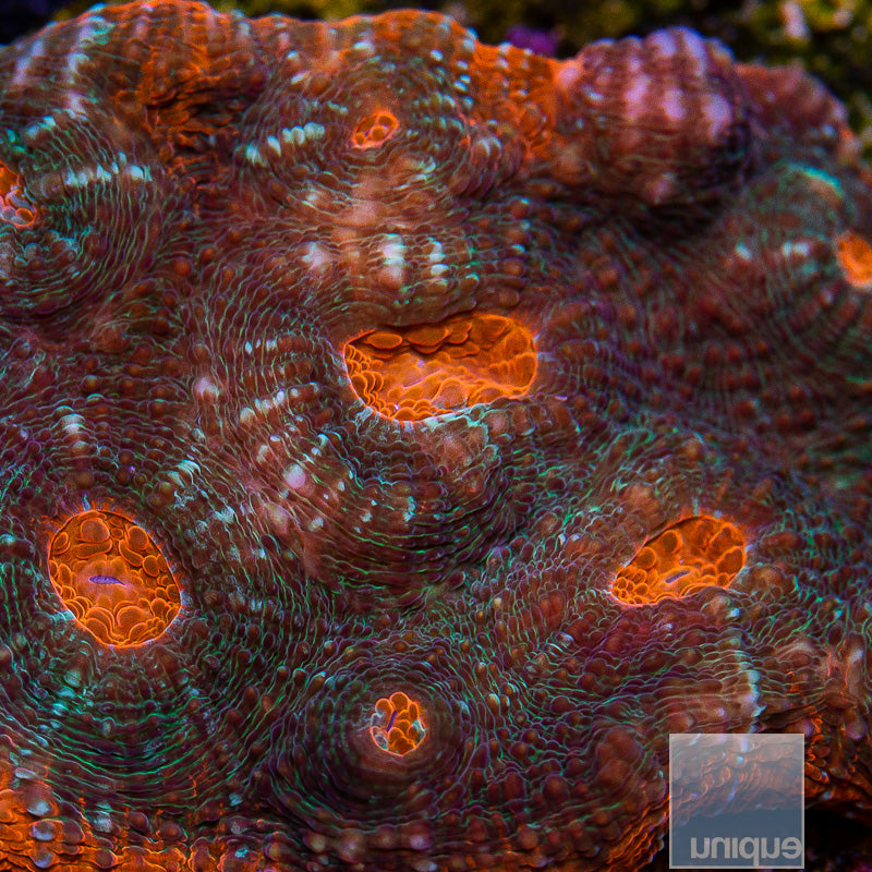 Unique Corals Hell Fire Chalice-Stock Frag