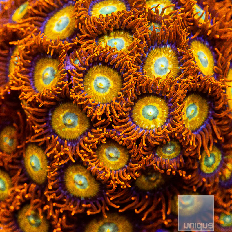 Unique Corals Blue Eye Blonde Stipple Zoanthid-Stock Frag