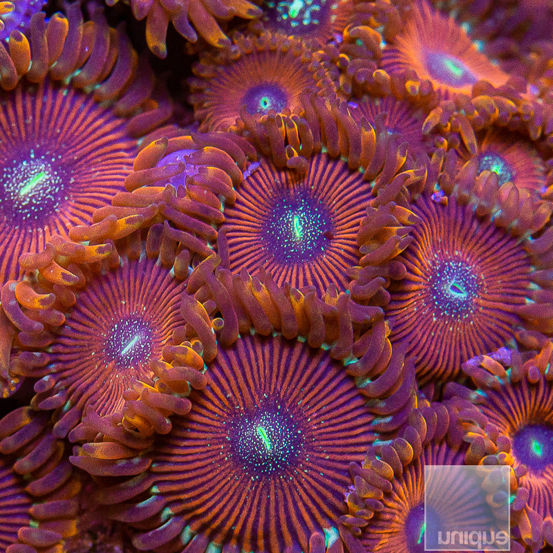 Magician Zoanthid-Stock Frag