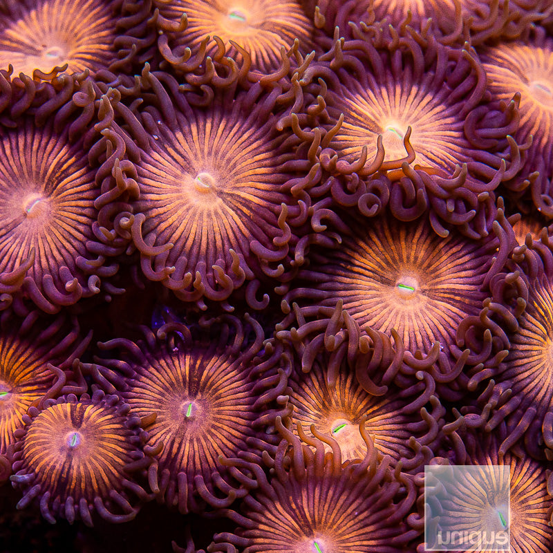 God of War Zoanthid-Stock Frag