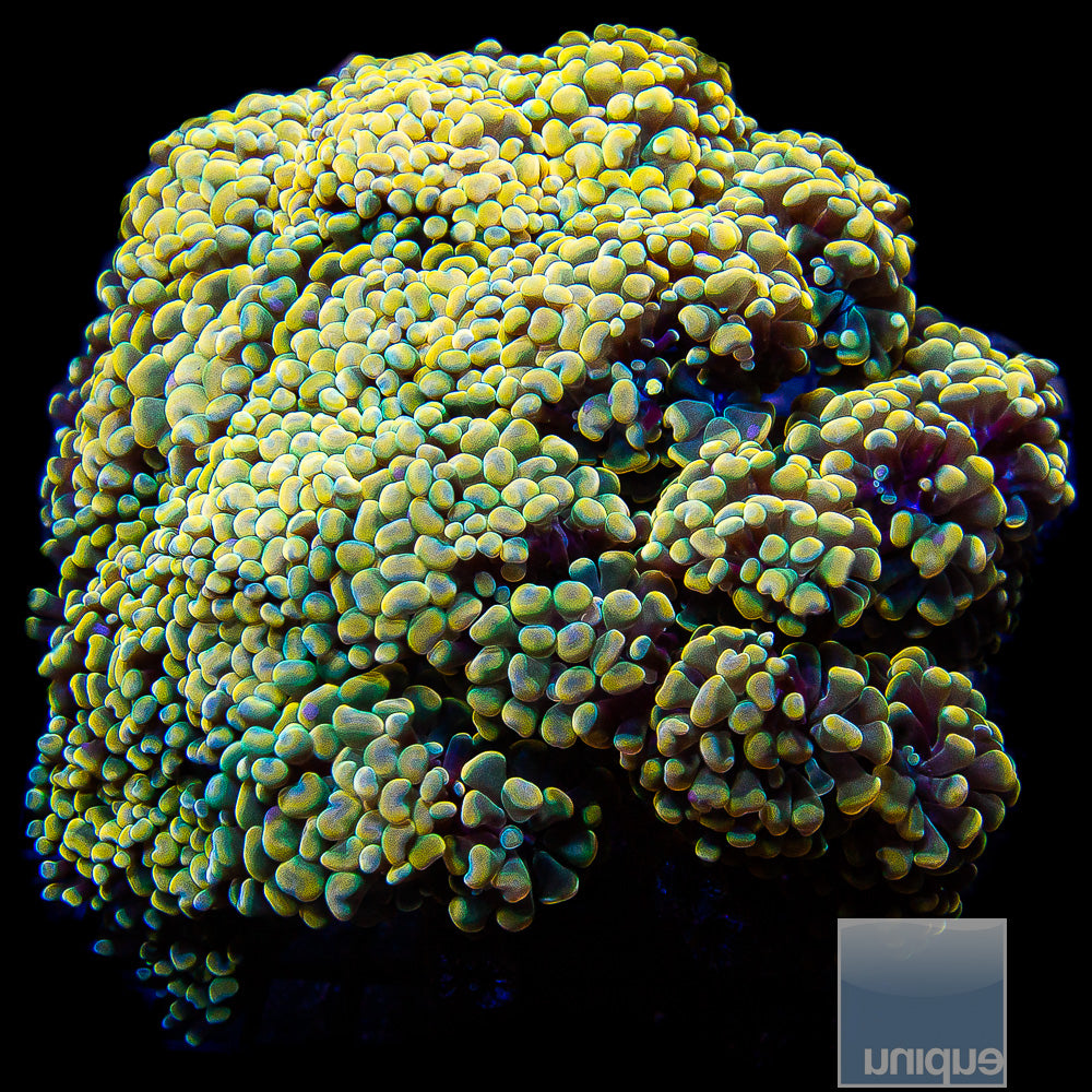 Unique Corals Rainbow Branching Hammer-Single Head Stock Frag