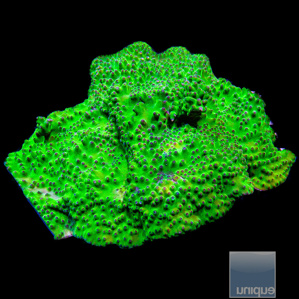 Purple Polyp Turbinaria- Stock Frag