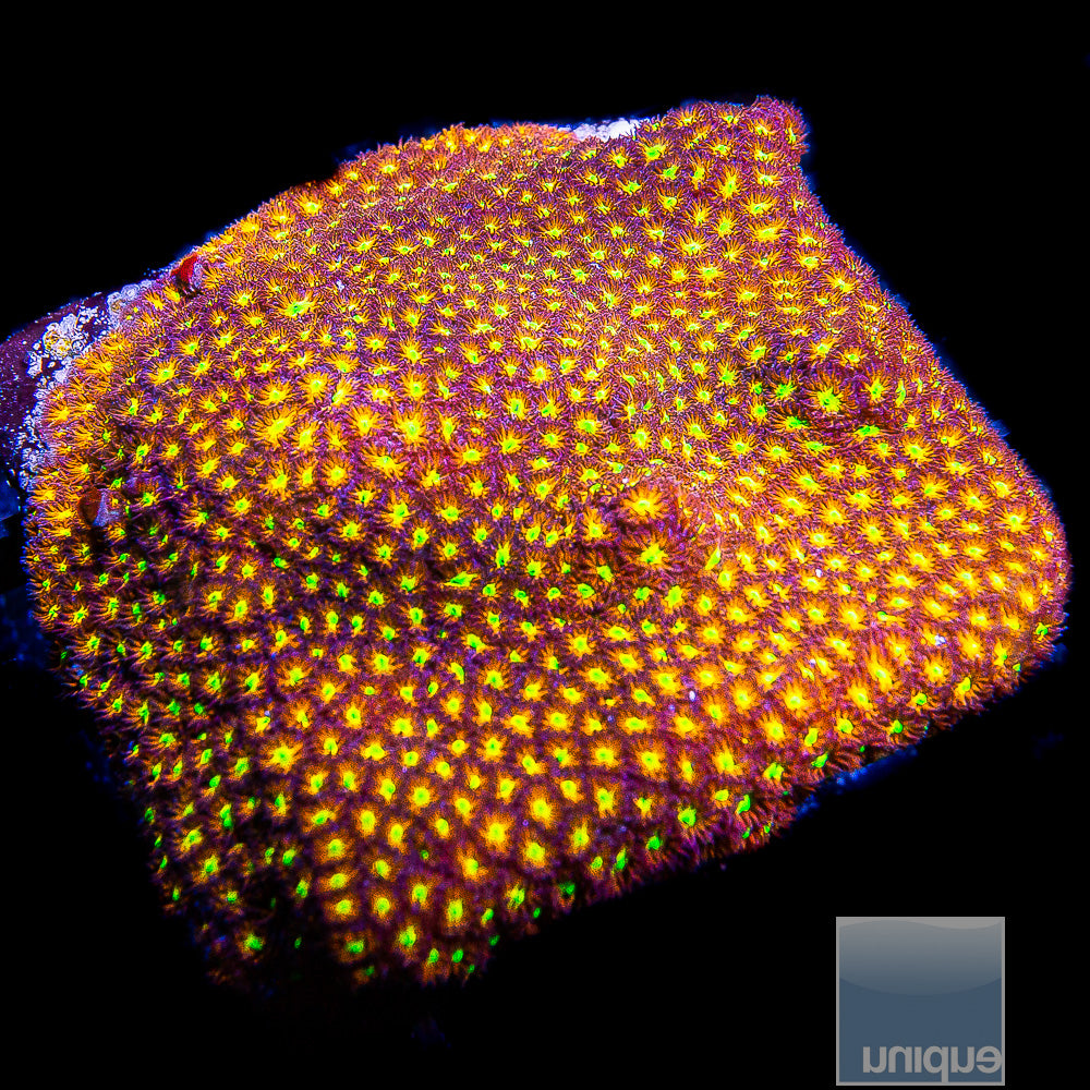 Orange and Yellow Leptastrea -Stock Frag 1"