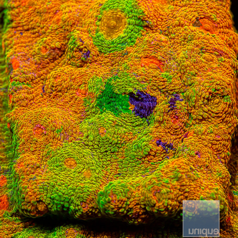 Unique Corals Crayola Meltdown Chalice