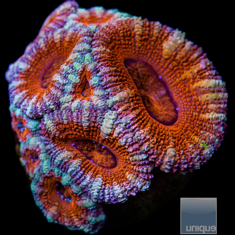 Colorful Acan Lord-WYSIWYG