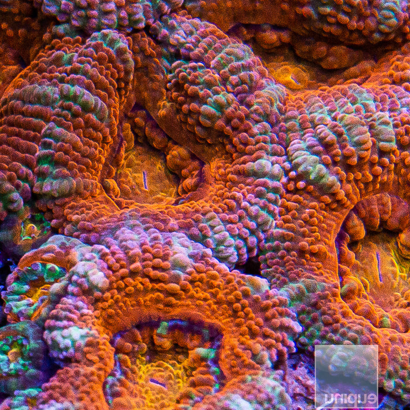 Rainbow Acan Lord Colony-WYSIWYG