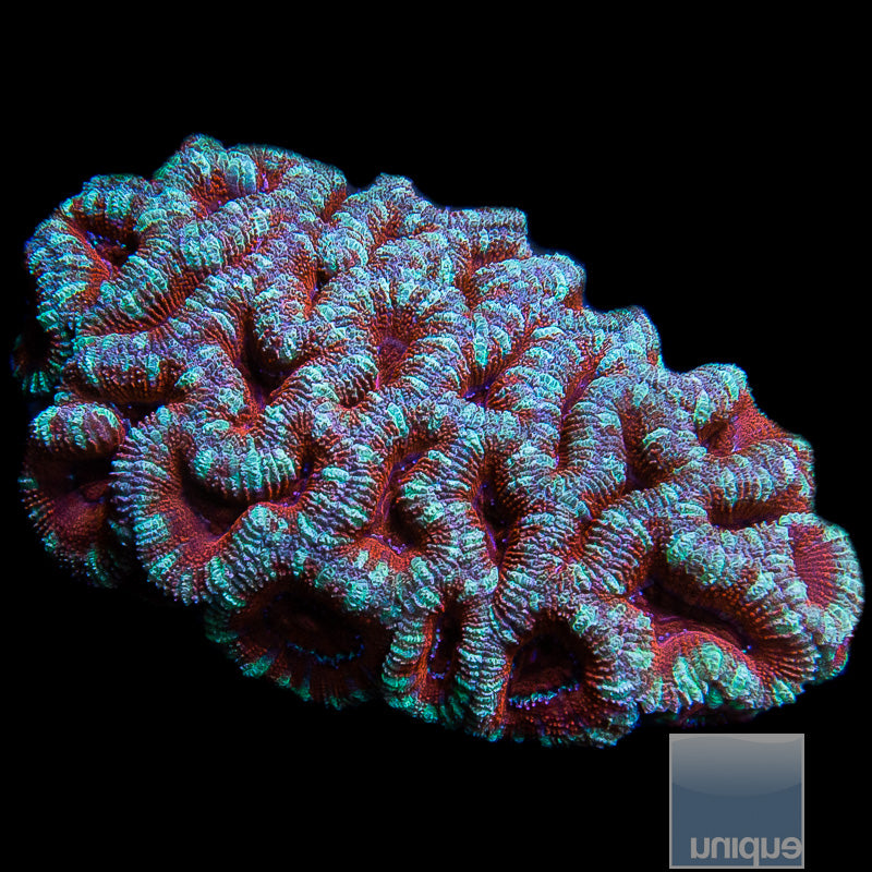 Green and Red Acan Lord-WYSIWYG