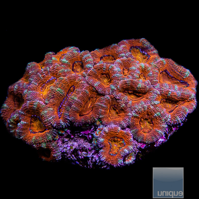 Rainbow Acan Lord Colony-WYSIWYG