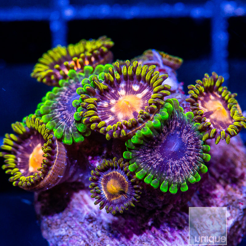 Mixed Zoanthid Frag-WYSIWYG
