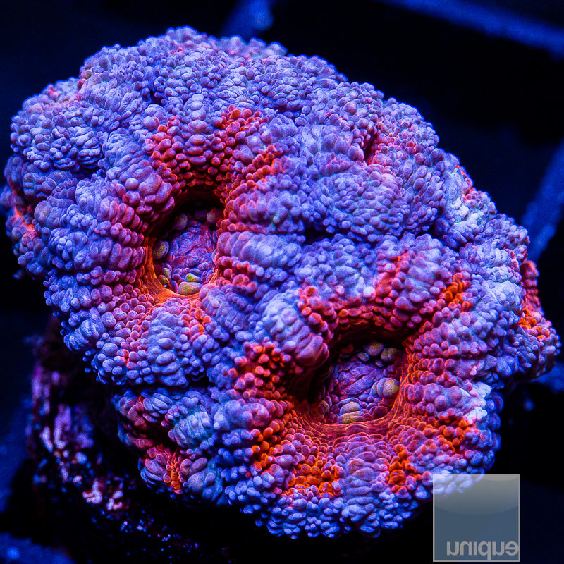 Red Center Acan Lord-WYSIWYG