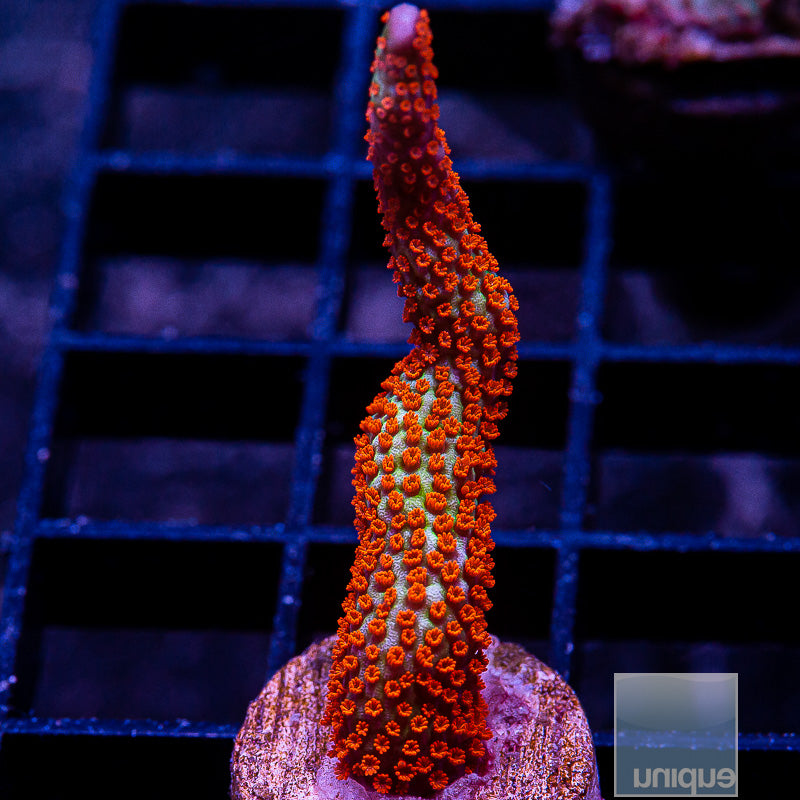 Bubblegum Montipora digi-WYSIWYG